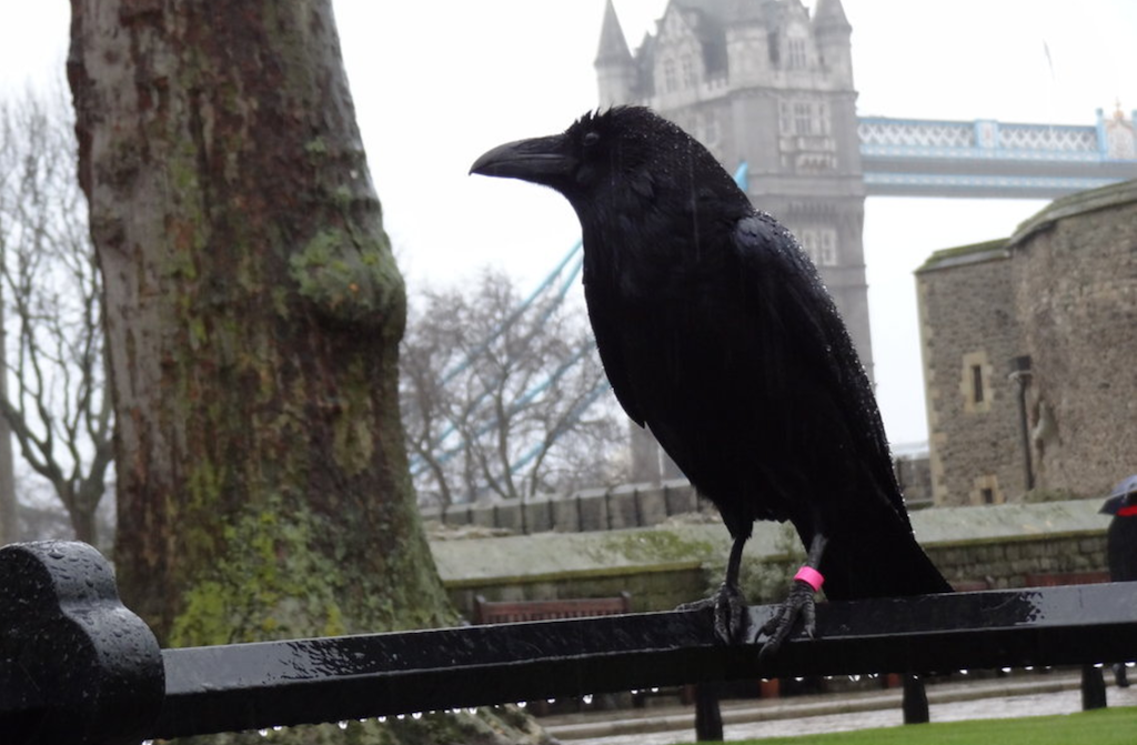 Crow с английского. Тауэр вороны. Тауэр в Лондоне вороны. Ravens Ravens the Tower of London. Вороны и бифитеры в Лондоне.